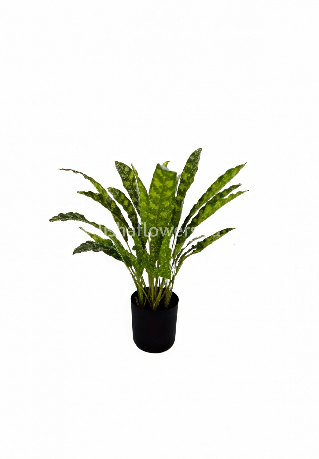 Калатея Лансифолия 50см 30л. Арт.1505-1.5J-30L